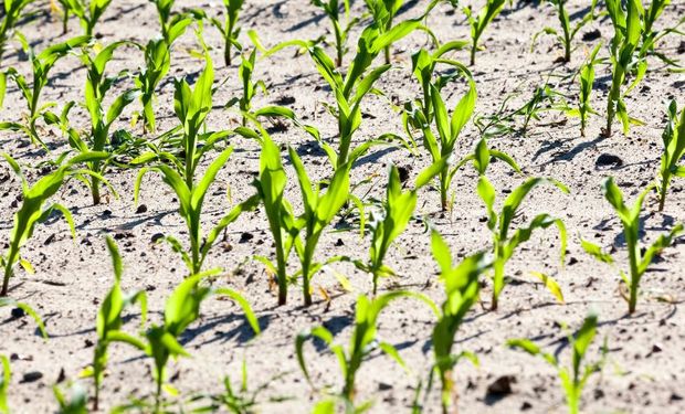 El sector del agro que podría atraer inversiones por US$ 400 millones en el corto plazo: “Sobra cereal para transformar"