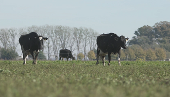 El plan de la compañía de alimentos y bebidas más grande del mundo para producir leche orgánica en Argentina