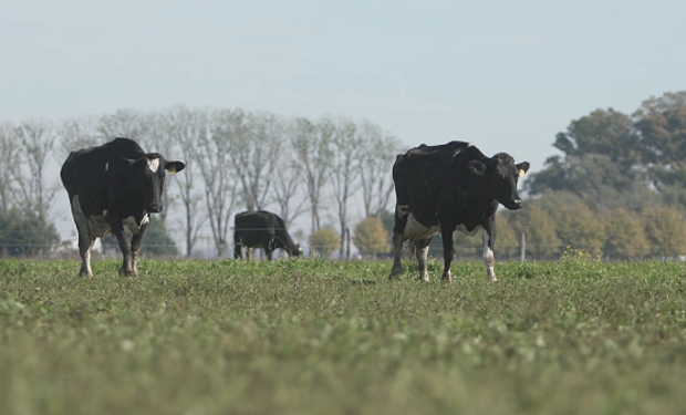 El plan de la compañía de alimentos y bebidas más grande del mundo para producir leche orgánica en Argentina