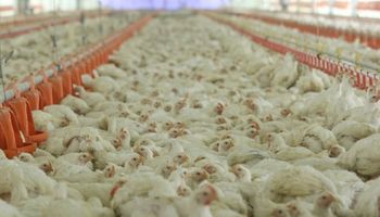 El consumo de pollo tocó su techo con 45 kilos anuales por habitante
