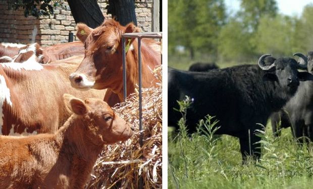 También se apoyarán las actividades de las asociaciones de productores y se brindará asistencia técnica y capacitación a los productores y a los que deseen iniciarse en la actividad