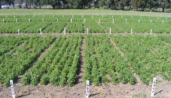 Producción de forraje y persistencia de cultivares de alfalfa