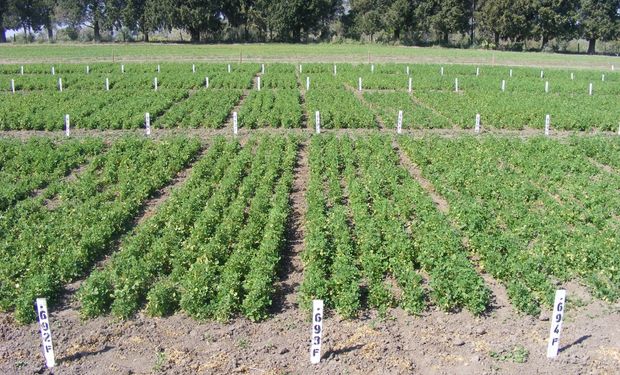 Producción de forraje y persistencia de cultivares de alfalfa de diferente grado de reposo invernal en suelos molisoles de Entre Ríos.