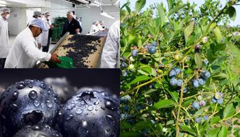 En Argentina ya hay 3500 hectáreas de arándanos: con 4200 toneladas exportadas, el país se consolida como uno de los principales proveedores de frutas finas a nivel mundial