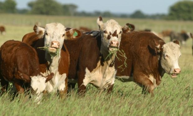 El índice incluye los principales costos que deben afrontar los productores para producir bovinos, porcinos, aves, leche cruda y huevos.