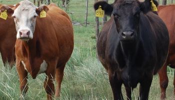 Producción de carne vacuna crecería un 18,6%