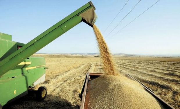 Sube producción de cereales en países en desarrollo