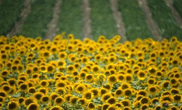 Para la campaña en curso, la estimación de área implantada con girasol es de 1.300.000 hectáreas