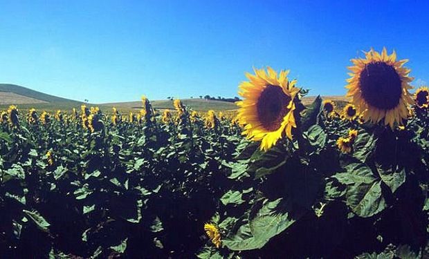 Aumentaría un 50% la producción de girasol