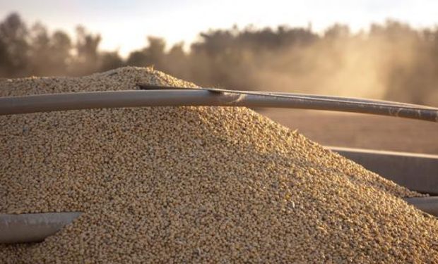 El aumento en la producción de granos está centrado en los mayores rinde, ya que este año hubo una leve caída en el área sembrada.