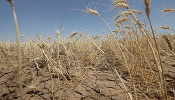 Fenómeno El Niño podría afectar la producción de granos