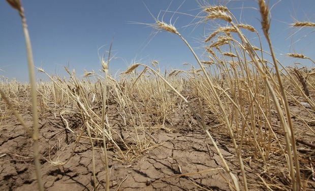 La producción de trigo en Australia podría verse afectada.