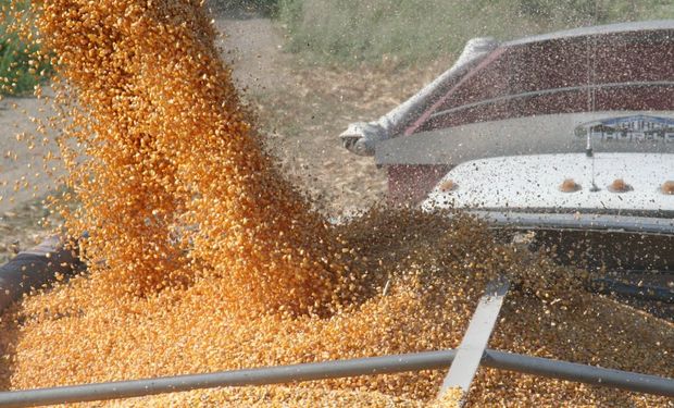 22,4 millones de toneladas de maíz 2014/15