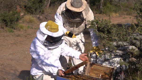 produccion de miel en un campo de la pampa