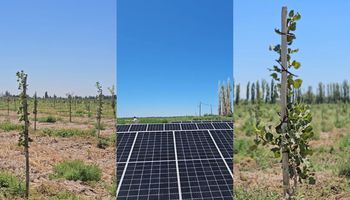 El “oro verde” del campo que ya atrae inversiones de 7 provincias y 4 países extranjeros: buscan producir 400 mil kilos por mes