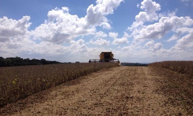Los productores en nuestro país lentamente comienzan la recolección de la oleaginosa con la idea de vender solo lo necesario.