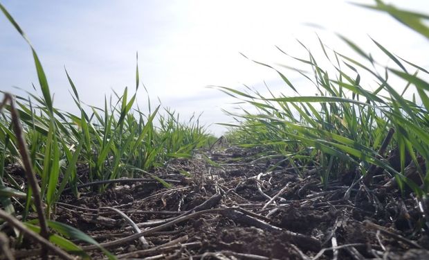 Cómo alcanzar el techo productivo en trigo