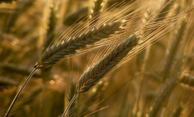 Producción de trigo en Brasil sería de 7,37 M Tn.