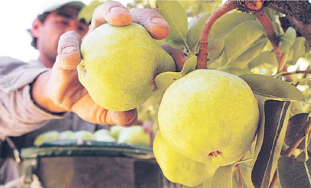 Según denunciaron, diversos factores son los que han dañado a la industria frutícola