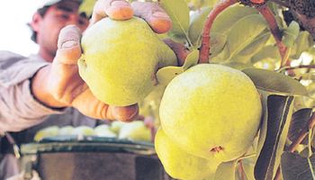 Productores frutícolas denuncian crisis de sector