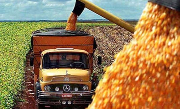 Proyectan alza en la producción global de maíz