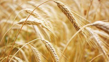 EE.UU. elevó pronóstico de producción global de trigo