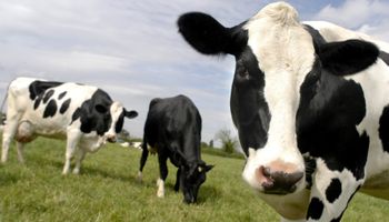 Producción mundial de leche aumentará 208 Mt