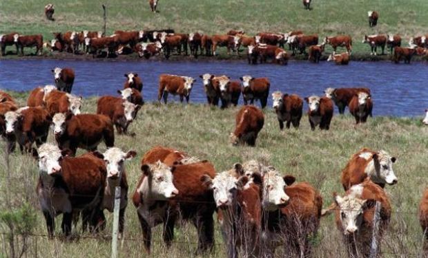 Acentuar la producción natural de carne