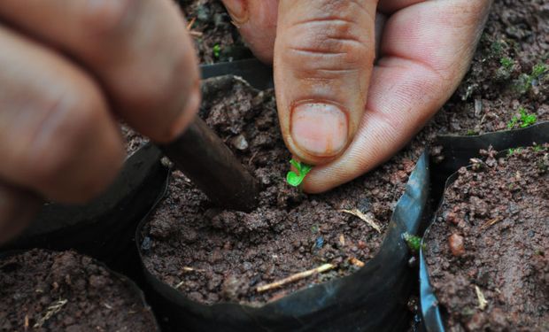 Plan Estratégico del Sector de la Producción Orgánica Argentina 2030 / CAMPO SUSTENTABLE