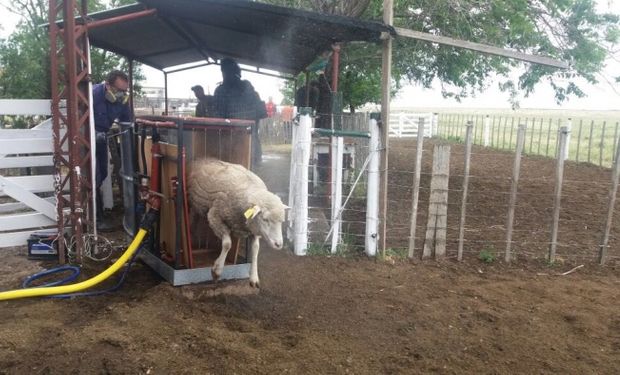 La Provincia de Buenos Aires aprobó 10 nuevos proyectos de producción ovina por $3,5 millones.