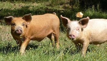 Avanza un acuerdo entre productores porcinos y el gobierno