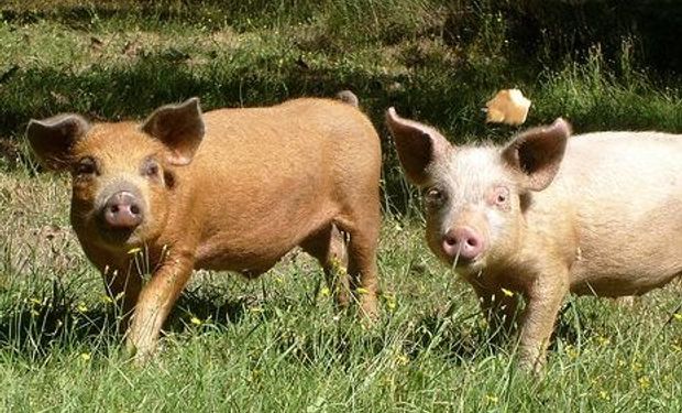 La faena porcina acumuló entre enero y abril de este año 1.805.934 cabezas.