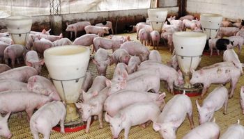 Un 170% de alzas avícola y porcina