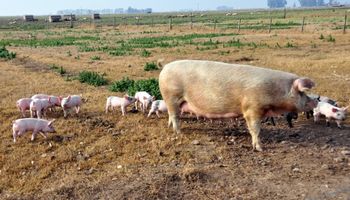 Porcinos: gran mercado para pequeños productores
