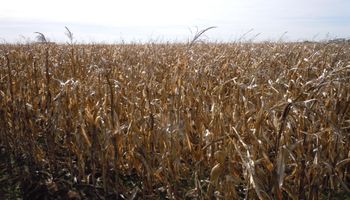 UE se encamina a una cosecha récord de maíz