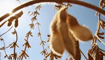 Fenómeno El Niño traería nueva producción récord de soja