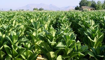 Advierten que el año próximo la producción tabacalera caerá 35%