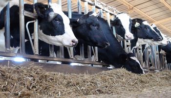 Beef on Dairy: por qué es furor en el mundo el sistema que permite a los tambos generar un ingreso adicional