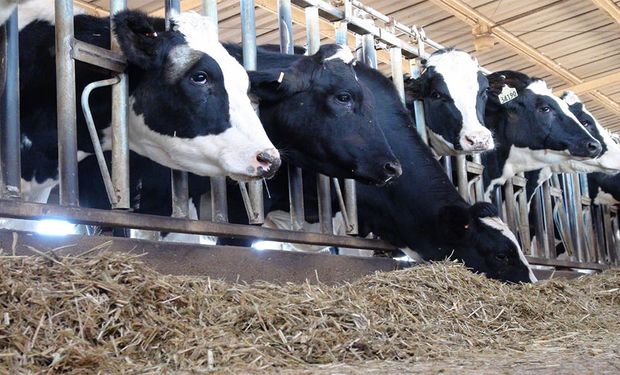 Beef on Dairy: por qué es furor en el mundo el sistema que permite a los tambos generar un ingreso adicional