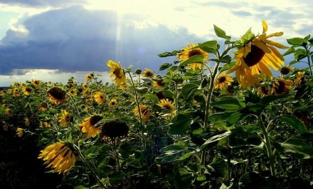 Causas del abandono del girasol: derecho de exportación del 30% y costos crecientes de fletes.