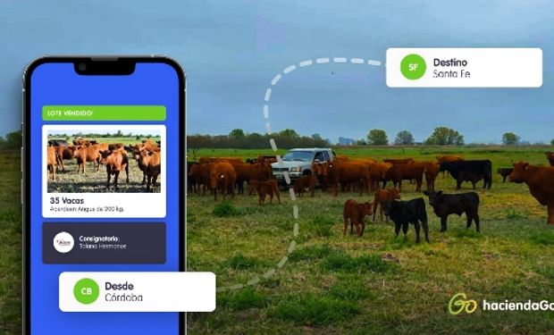 Un productor debutó en el negocio ganadero comprando hacienda a través de una APP