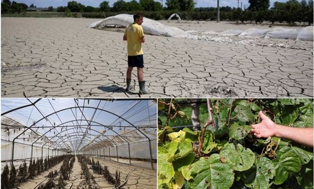 "No me doy por vencido": el productor que lucha contra heladas, inundaciones, ola de calor y granizo en un año sin precedentes