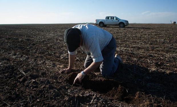 En la Estancia San Carlos, en Bengolea, se respeta la superficie de 2013. Foto: Diego Lima