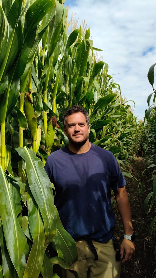 maiz en la patagonia