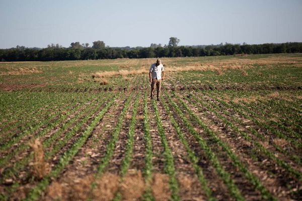 productor en el campo de malezas