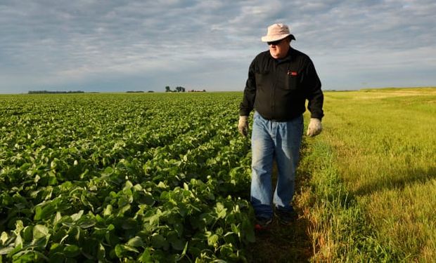 Ayuda de US$ 14.000 millones para farmers: cuánto recibirán por soja y maíz