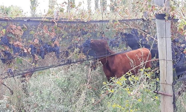 Harto de los bajos precios, un productor dejó que el ganado se coma la cosecha