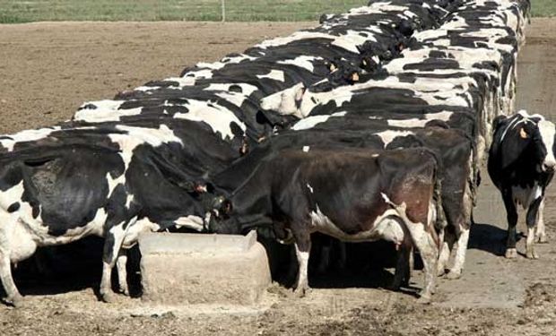 Alertan por el estrés calórico en las vacas lecheras