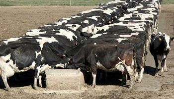 Los rodeos lecheros pierden 300 millones cada verano