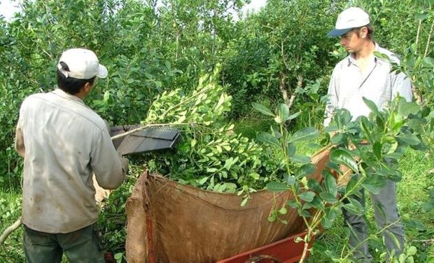 El Instituto Nacional de la Yerba Mate convocó discutir el precio de la hoja en medio del conflicto por el decreto